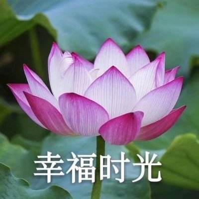 玄元剑仙华为平台下载